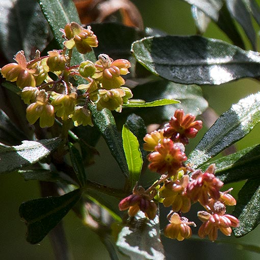 Dodonaea viscosa, broadleaf hopbush, Tasmania