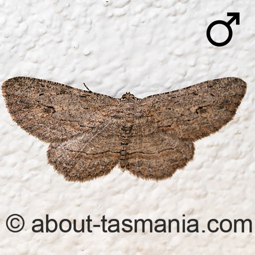Ectropis excursaria, moth, Tasmania