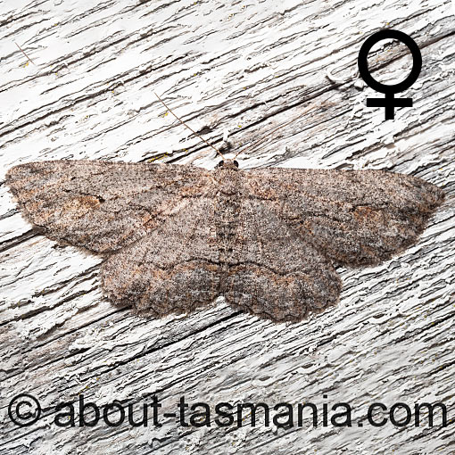 Ectropis excursaria, moth, Tasmania