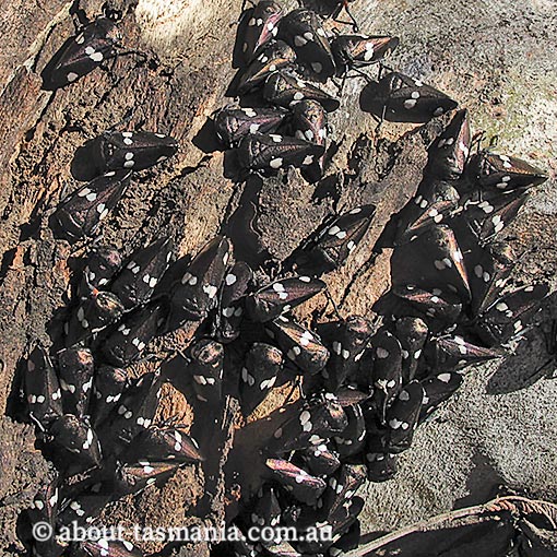 Eurymela distincta, common jassid, Tasmania