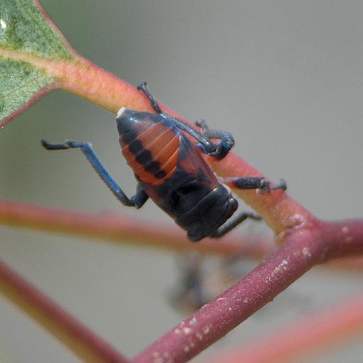 Eurymela distincta, common jassid, Tasmania