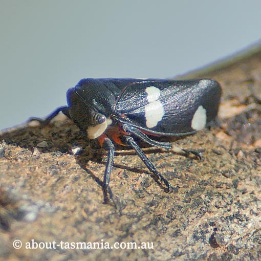 Eurymela distincta, common jassid, Tasmania