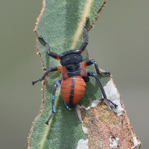 Eurymela distincta, common jassid, Tasmania