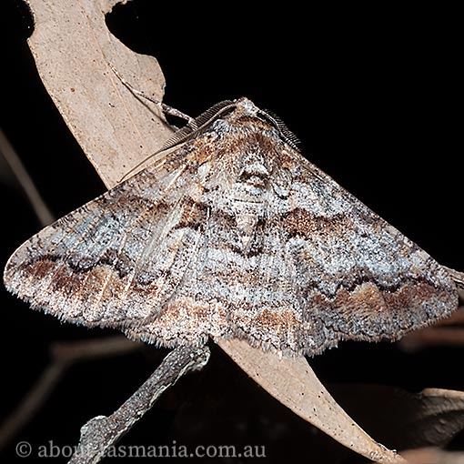 Gastrinodes bitaeniaria, Geometridae, Tasmania, moth