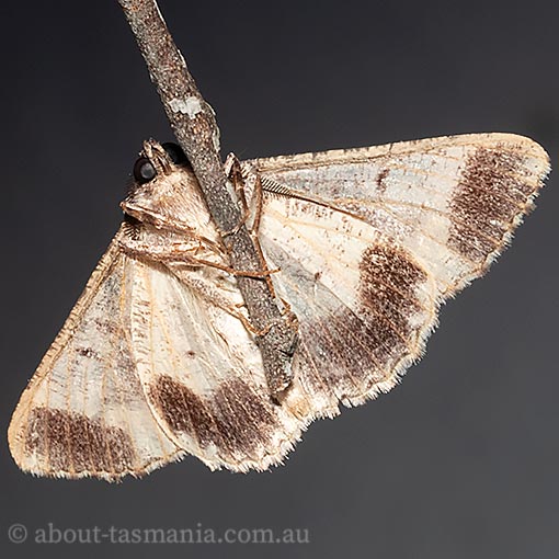 Gastrinodes bitaeniaria, Geometridae, Tasmania, moth