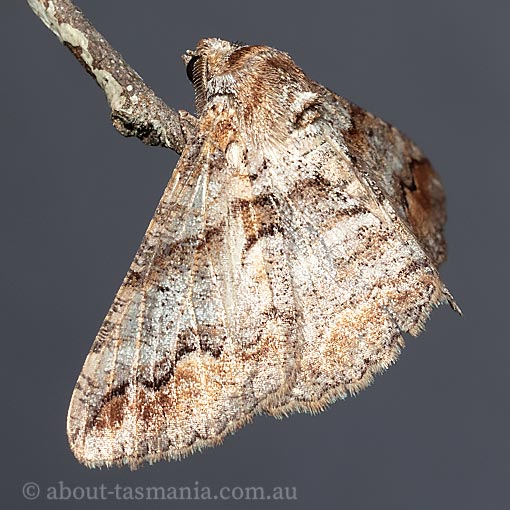 Gastrinodes bitaeniaria, Geometridae, Tasmania, moth