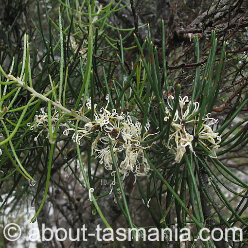 Hakea lissosperma, Mountain needlewood, Tasmania