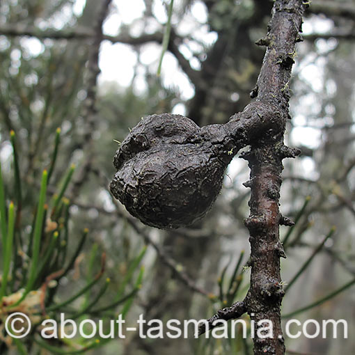 Hakea lissosperma, Mountain needlewood, Tasmania