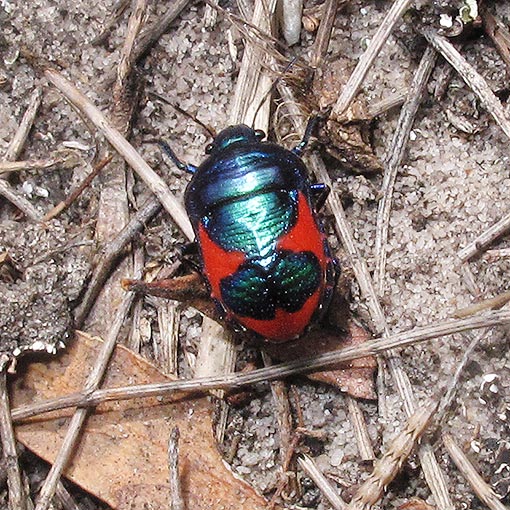 Choerocoris paganus, jewel bug, Scutelleridae, Tasmania
