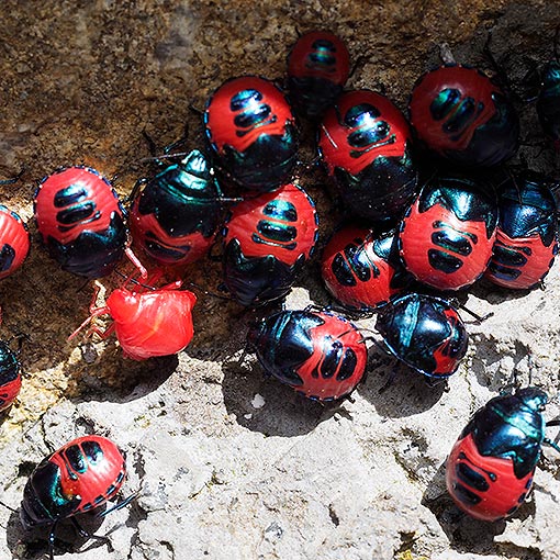 Choerocoris paganus, jewel bug, Scutelleridae, Tasmania