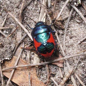 Choerocoris paganus