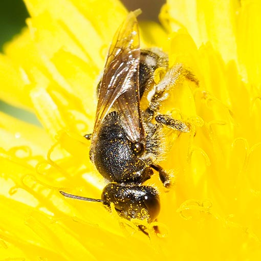 Lasioglossum calophyllae, Halictidae, Tasmania