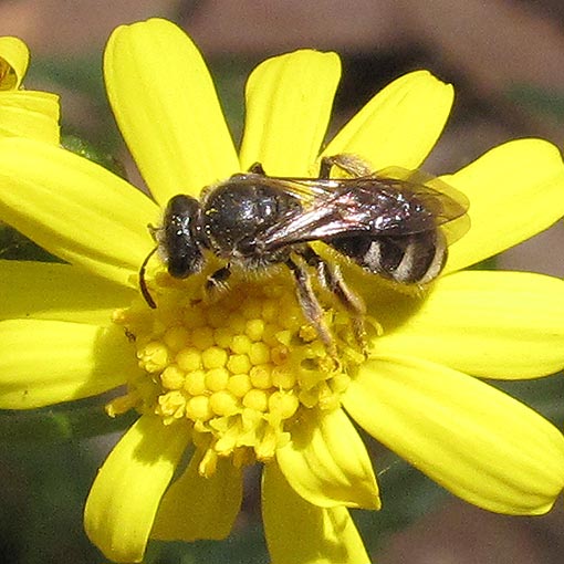 Lasioglossum calophyllae, Halictidae, Tasmania