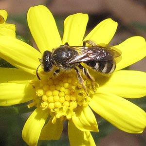 Lasioglossum calophyllae