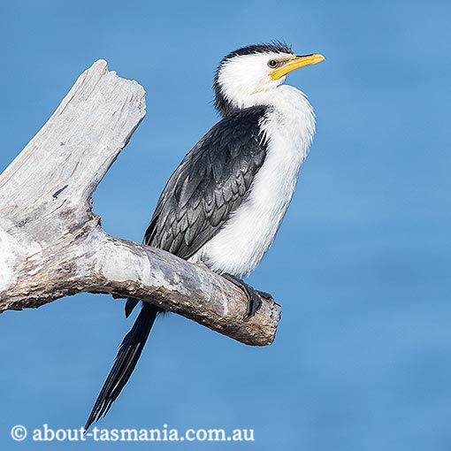 Little Pied Cormorant, Phalacrocorax elanoleucos, Tasmania
