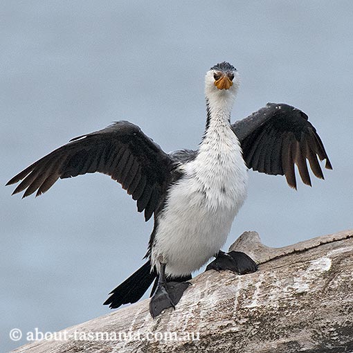 Little Pied Cormorant, Phalacrocorax elanoleucos, Tasmania
