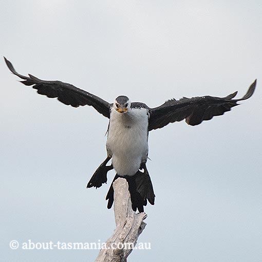 Little Pied Cormorant, Phalacrocorax elanoleucos, Tasmania