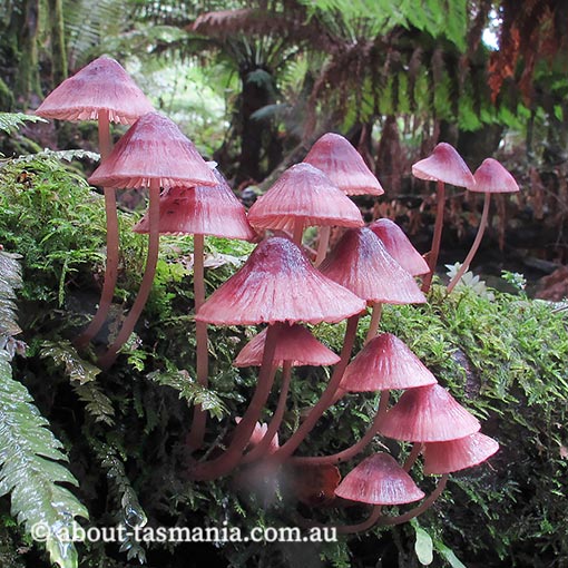 Mycena kuurkacea, fungi, Tasmania
