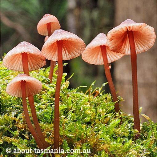 Mycena kuurkacea, fungi, Tasmania