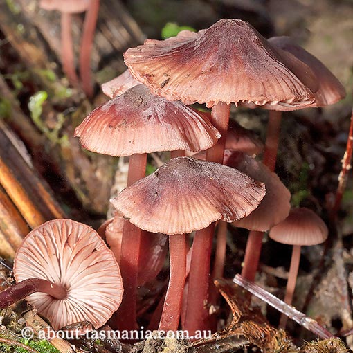 Mycena kuurkacea, fungi, Tasmania