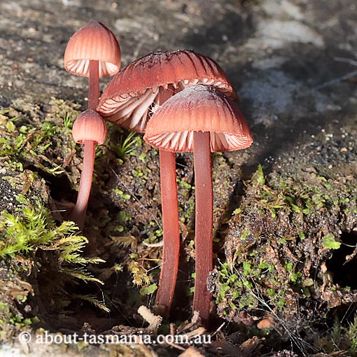 Mycena kuurkacea, fungi, Tasmania