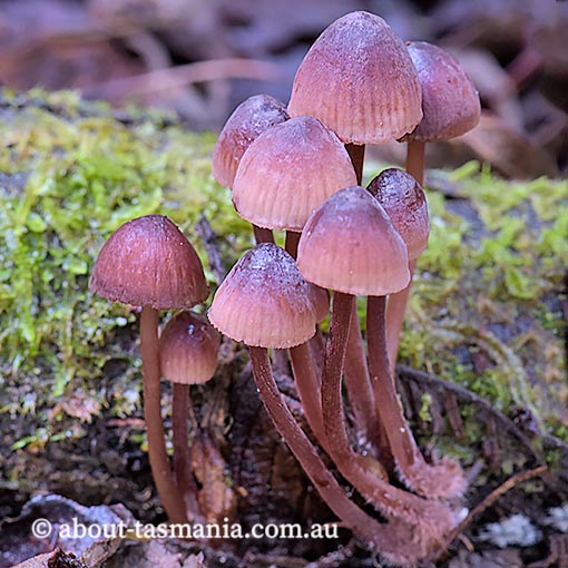 Mycena kuurkacea, fungi, Tasmania