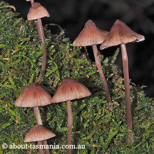 Mycena kuurkacea, fungi, Tasmania