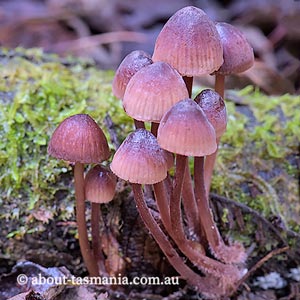 Mycena kuurkacea