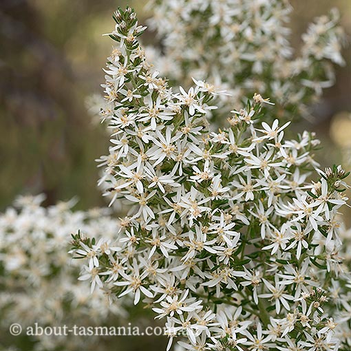 Olearia ericoides, heath daisybush, Tasmania