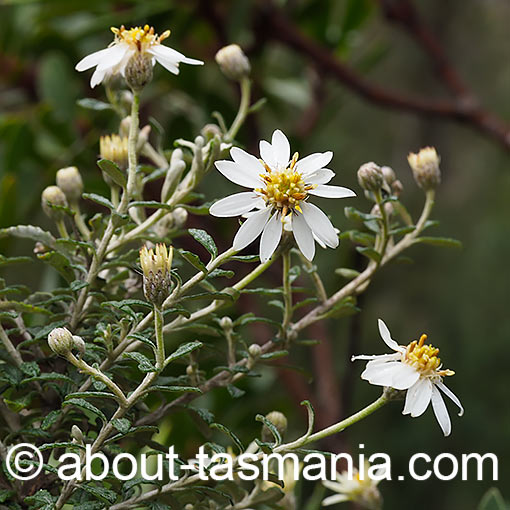 Olearia phlogopappa