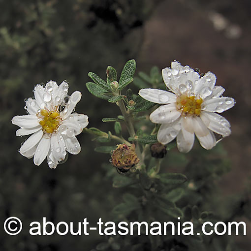 Olearia phlogopappa, Dusty Daisybush, Tasmania