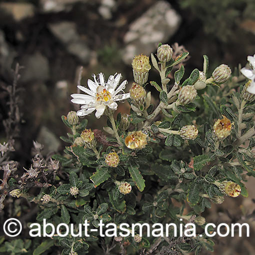 Olearia phlogopappa, Dusty Daisybush, Tasmania