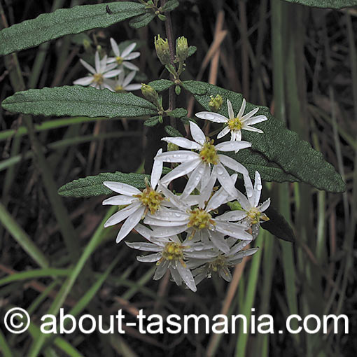 Olearia stellulata, Sawleaf Daisybush, Tasmania