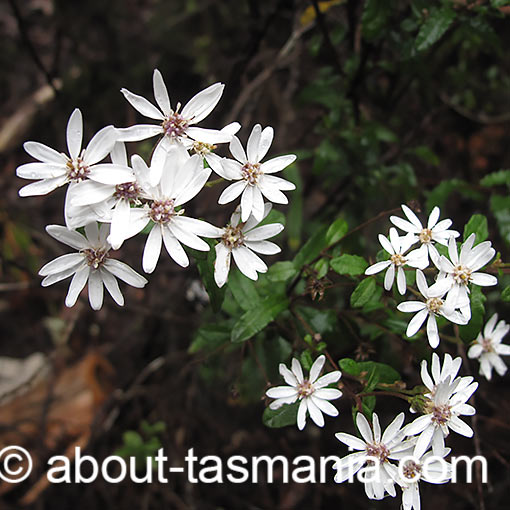 Olearia stellulata, Sawleaf Daisybush, Tasmania