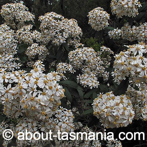 Olearia stellulata, Sawleaf Daisybush, Tasmania