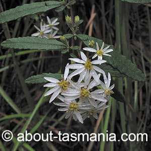 Olearia stellulata