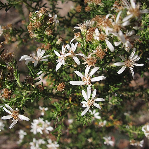 Olearia ericoides, heath daisybush, Tasmania