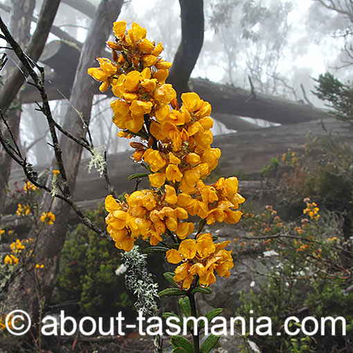 Oxylobium ellipticum,<br />
golden rosemary, Tasmania