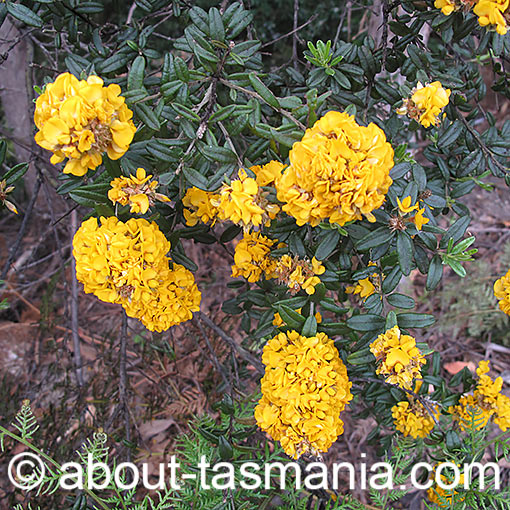 Oxylobium ellipticum,<br />
golden rosemary, Tasmania