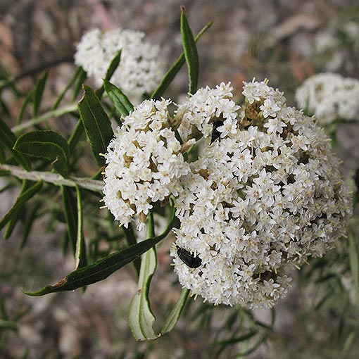 Ozothamnus ferrugineus, Tree Everlastingbush, Tasmania