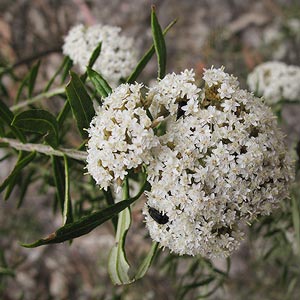 Ozothamnus ferrugineus