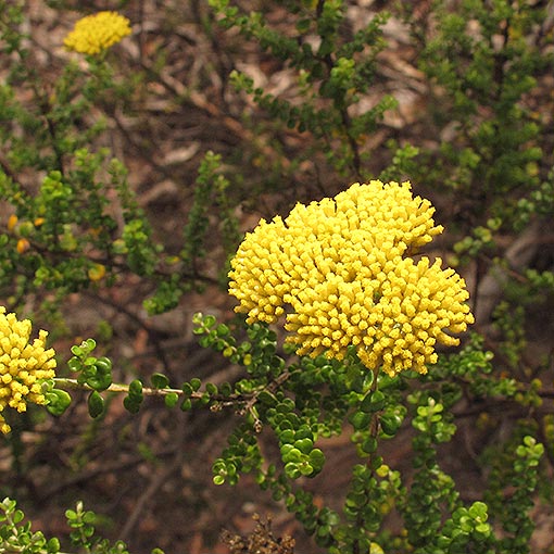 Ozothamnus obcordatus, yellow everlastingbush, Tasmania