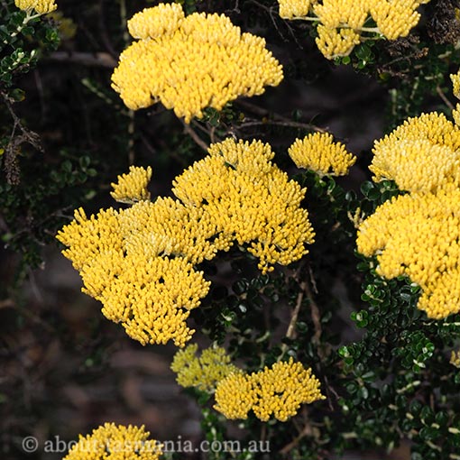 Ozothamnus obcordatus, yellow everlastingbush, Tasmania
