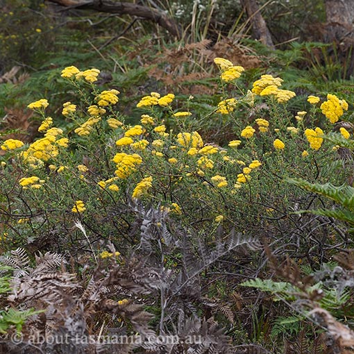 Ozothamnus obcordatus, yellow everlastingbush, Tasmania