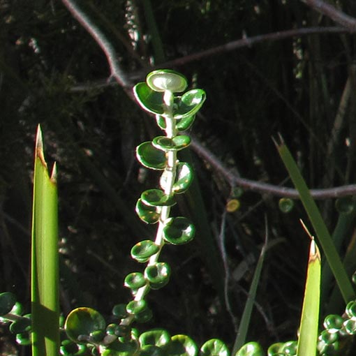 Pimelea nivea, Roundleaf Riceflower, Tasmania