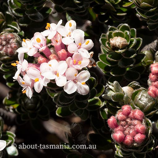 Pimelea sericea, Mountain Riceflower, Tasmania