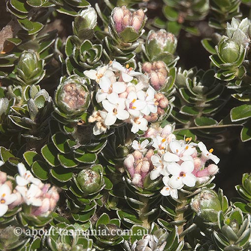 Pimelea sericea, Mountain Riceflower, Tasmania