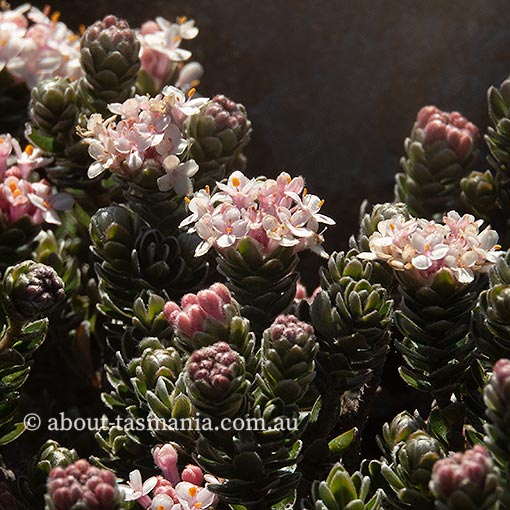 Pimelea sericea, Mountain Riceflower, Tasmania