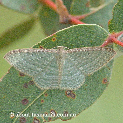 Poecilasthena-pulchraria Poecilasthena pulchraria, Native Cranberry Moth, Geometridae, Tasmania