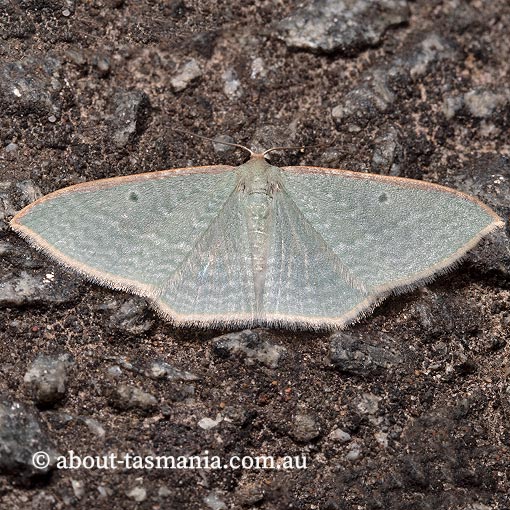 Poecilasthena-pulchraria3 Poecilasthena pulchraria, Native Cranberry Moth, Geometridae, Tasmania